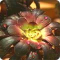 Aeonium 'Schwartzkopf'