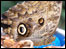 Exotic butterfly @ Manor Heath Park Jungle