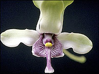 An orchid