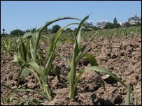 Cele mai multe suprafeţe agricole sunt afectate de secetă