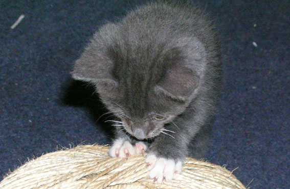 Mog on the twine