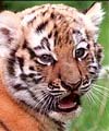 tiger cubs