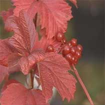 Viburnum opulus