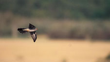 cuckoo_rspb_copyright.jpg