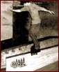 Pop-up to pick of Taggart doing a boardslide