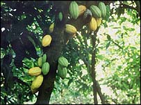 Cacau