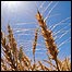 Field of wheat