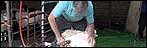 Sheep shearing