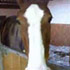 Elaine's horse