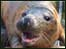 Northern Ireland webcams (Image: Draco the seal)