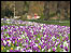Crocuses in Queen's Park, Chesterfield