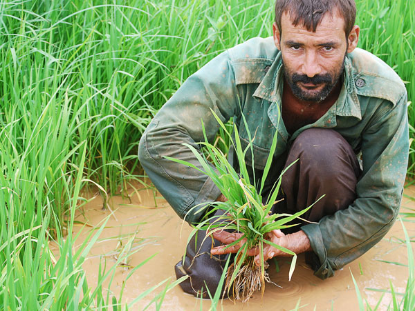 Campesino cubano en plena faena. (Foto: Raquel Pérez)