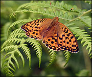 The brown fritillary is one of Britain's rarest