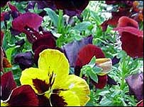 Pansies