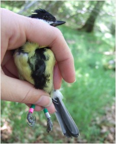 Tit with colour ringed legs