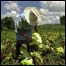 Agricultura