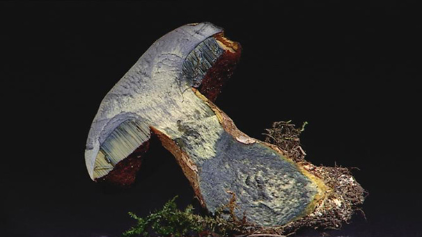 Scarletina Bolete (Boletus luridiformis)