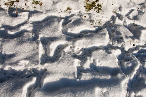 busy tracks by joan thirlaway