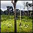 Gado em área desmatada do Pará