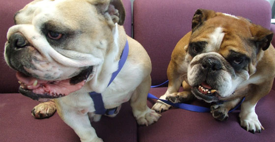 cute_bulldogs.jpg