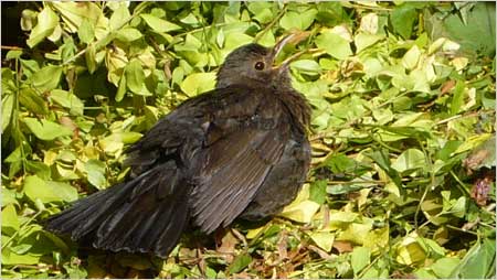 Female blackbird c/o Annabelle Tipper
