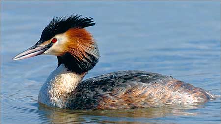 Great Crested Grebe c/o rspb images Sue Tranter
