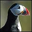 Puffin
