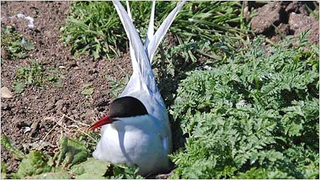 Tern on egg
