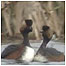 Black necked Grebe