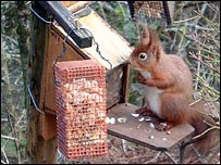 Red squirrel eating nuts