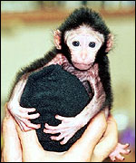 A monkey held in someone's hands