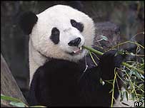 Giant panda eating bamboo