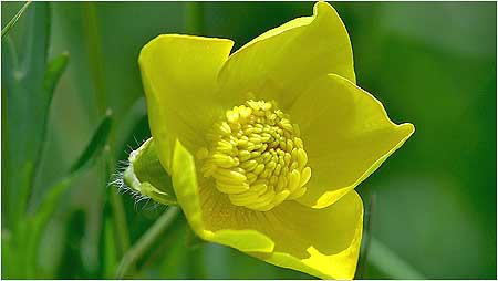 Buttercup c/o Jaybee and NE Wildlife