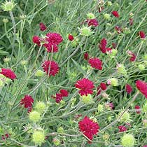 Knautia