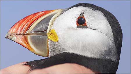Warden holding Puffin c/o Jaybee and NE Wildlife