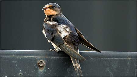 Swallow c/o rspb Jodie Randall
