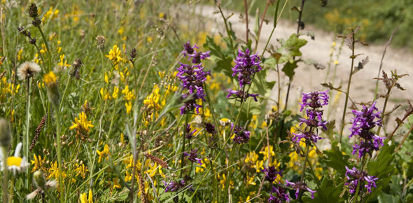  A species rich meadow at Beech Estate, East Sussex 