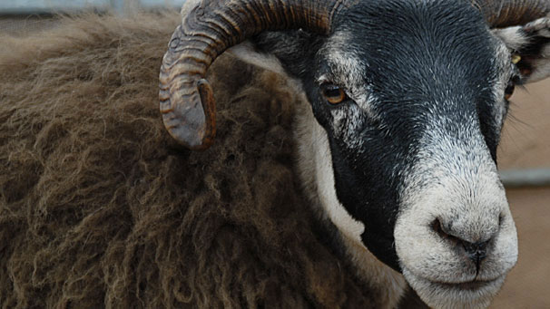 Macgregor Ltd won class 8 with this Blackface.