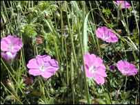 Ordinary pink geraniums