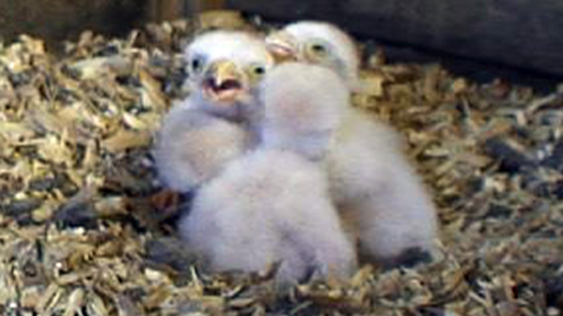 kestrel_chicks_mcu01_large.jpg