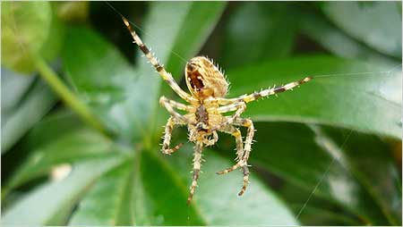 Spider c/o Annabelle Tipper