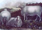 painting of three sheep