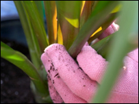 A gardener wearing pink gloves
