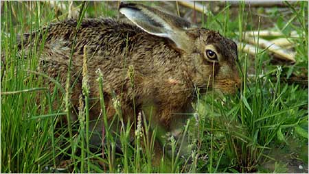 Gannets c/o RSPB Images and Chris Gomersall