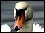 A swan