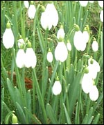 Snowdrops at Hodsock Priory