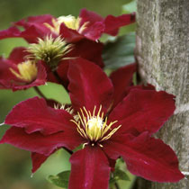 Clematis 'Niobe'