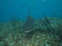 A Caribbean reef shark