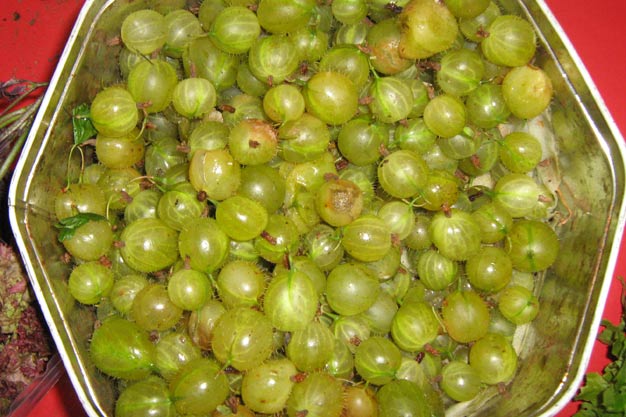 Gooseberries