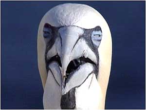Bass Rock (Image: Gannet)
